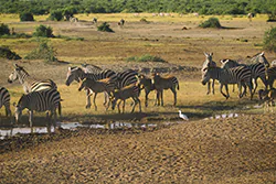 Zebra stepowa (Equus quagga)
