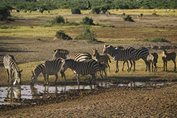 Zebra stepowa (Equus quagga)