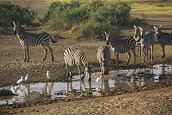 Zebra stepowa (Equus quagga)