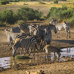Zebra stepowa (Equus quagga)