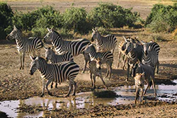 Zebra stepowa (Equus quagga)