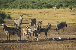 Zebra stepowa (Equus quagga)