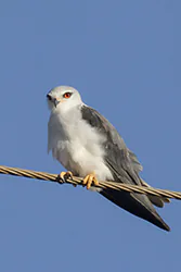 Black-winged Kite (Elanus caeruleus)