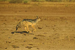Black-backed Jackal (Canis mesomelas)