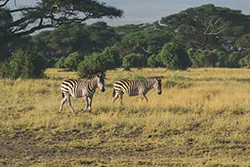 Zebra stepowa (Equus quagga)
