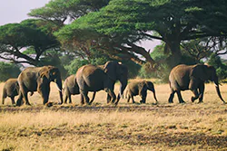 African bush elephant (Loxodonta africana)