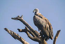 African White-backed Vulture (Gyps africanus)