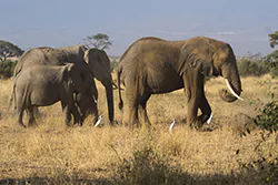 Słoń afrykański (Loxodonta africana)
