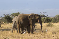 African bush elephant (Loxodonta africana)