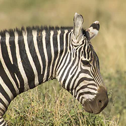 Zebra stepowa (Equus quagga)