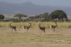 Gazela Granta (Gazella granti)
