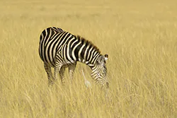Zebra stepowa (Equus quagga)