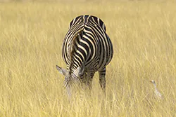 Zebra stepowa (Equus quagga)