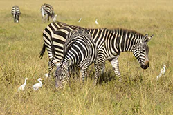 Zebra stepowa (Equus quagga)