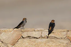 Lesser Striped Swallow (Cecropis abyssinica)