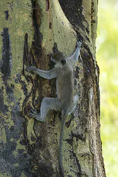 Kotawiec sawannowy (Chlorocebus pygerythrus)