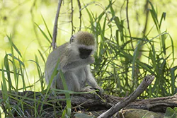 Kotawiec sawannowy (Chlorocebus pygerythrus)