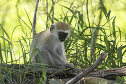 Vervet monkey (Chlorocebus pygerythrus)