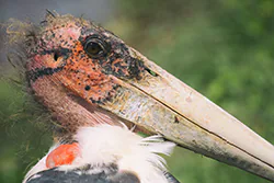 Marabou Stork (Leptoptilos crumeniferus)