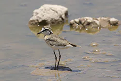 Kittlitz's plover (Charadrius pecuarius)