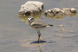Kittlitz's plover (Charadrius pecuarius)