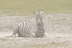 Zebra stepowa (Equus quagga)