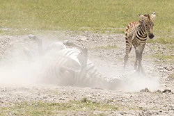 Zebra stepowa (Equus quagga)