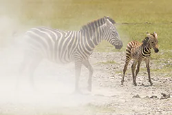 Zebra stepowa (Equus quagga)