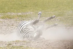 Zebra stepowa (Equus quagga)