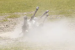 Zebra stepowa (Equus quagga)