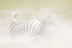 Zebra stepowa (Equus quagga)