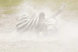 Zebra stepowa (Equus quagga)