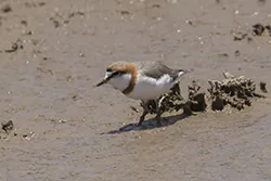 Chestnut-banded Plover (Charadrius pallidus)