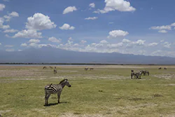 Zebra stepowa (Equus quagga)