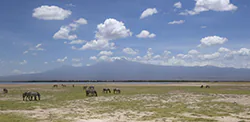 Zebra stepowa (Equus quagga)