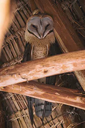 Płomykówka (Tyto alba)
