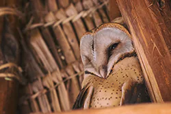Płomykówka (Tyto alba)