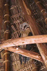 Płomykówka (Tyto alba)