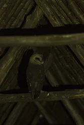 Barn Owl (Tyto alba)