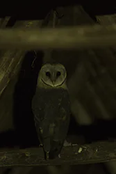 Płomykówka (Tyto alba)