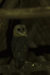 Płomykówka (Tyto alba)