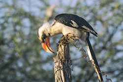 Von der Decken's Hornbill (Tockus deckeni)