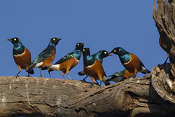 Superb starling (Lamprotornis superbus)