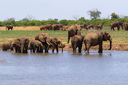 African Bush Elephant (Loxodonta africana)