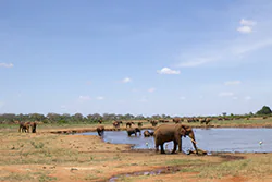 Słoń afrykański (Loxodonta africana)