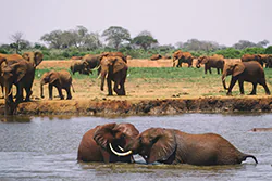 Słoń afrykański (Loxodonta africana)