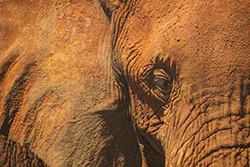 African bush elephant (Loxodonta africana)