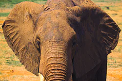 African bush elephant (Loxodonta africana)