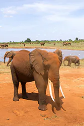 Słoń afrykański (Loxodonta africana)
