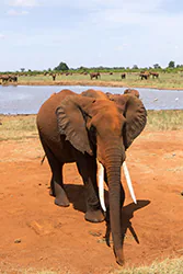 Słoń afrykański (Loxodonta africana)
